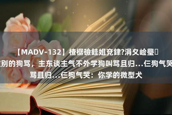 【MADV-132】楂樼礆銈姐兗銉?涓夊崄璺法 仨大狗外出被别的狗骂，主东谈主气不外学狗叫骂且归…仨狗气哭：你学的微型犬